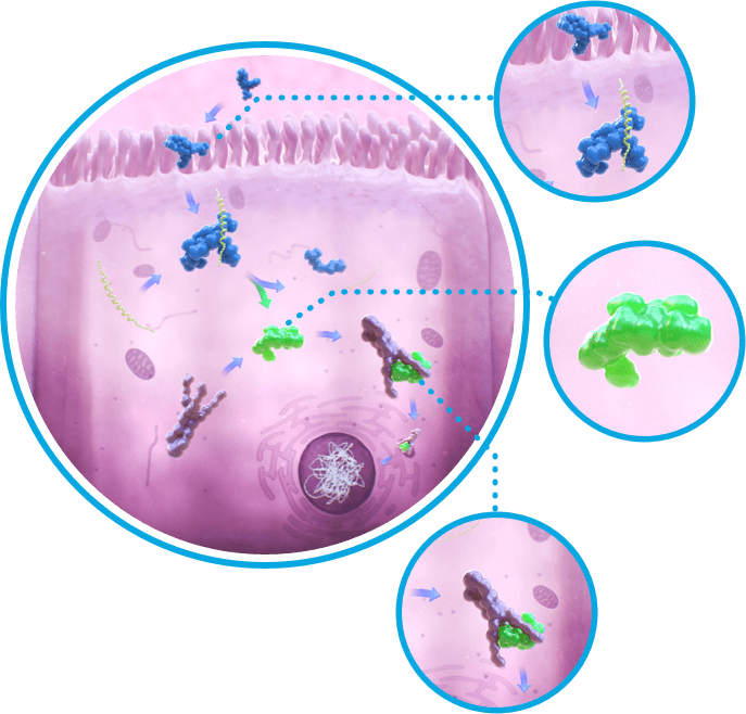 Ciclesonide